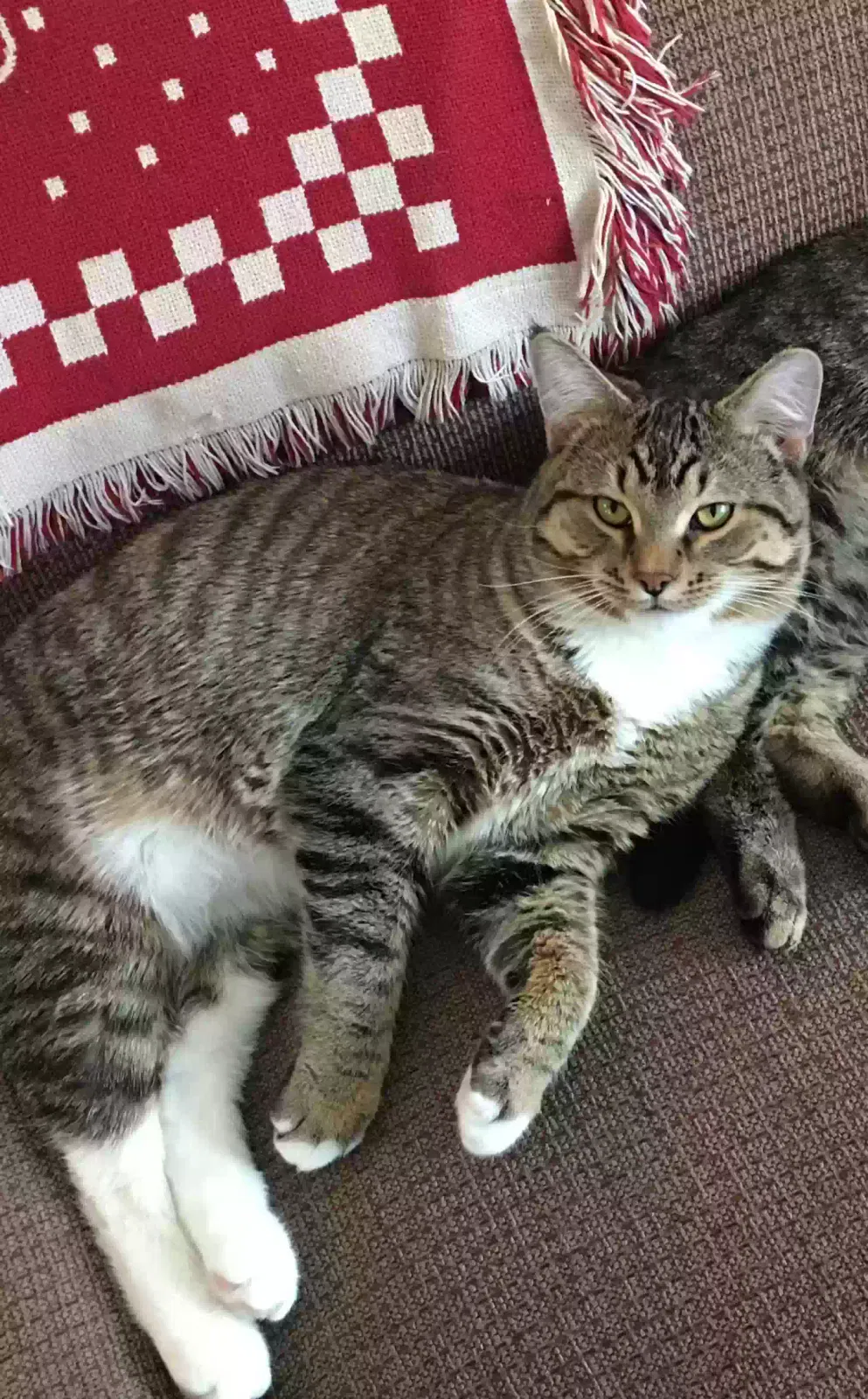 Lost cat in Green Bay, WI, 54313