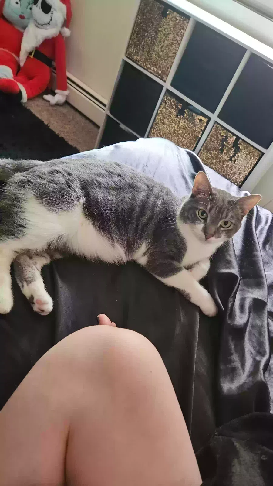 Lost cat in Minneapolis, MN, 55449
