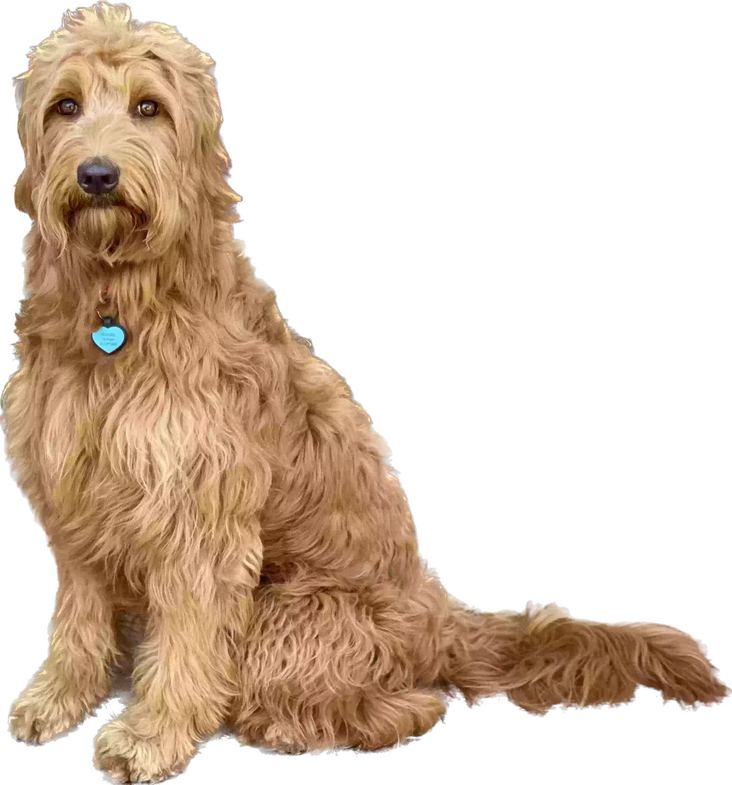 Lost dog in San Diego, CA, 92109