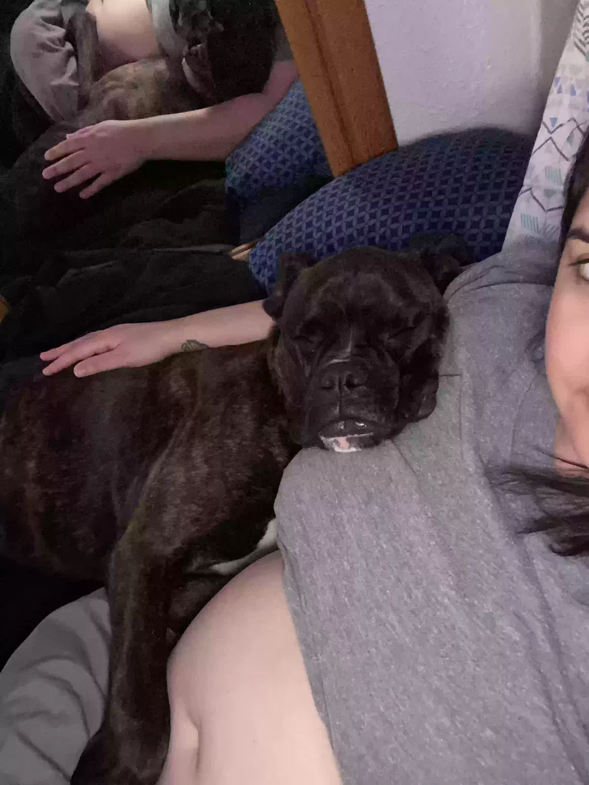 Lost dog in Fort Worth, TX, 76148