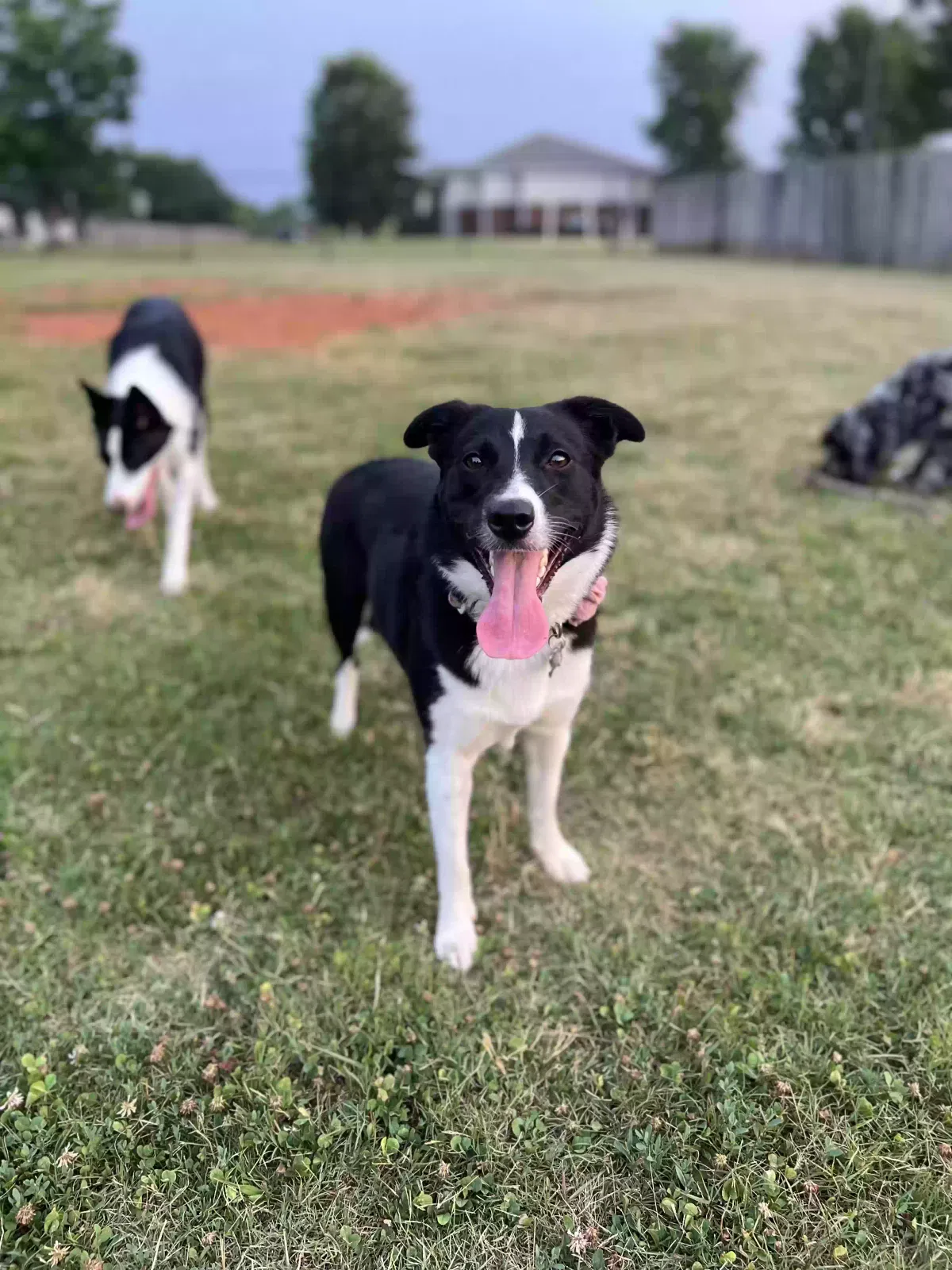 Lost dog in Decatur, AL, 35601