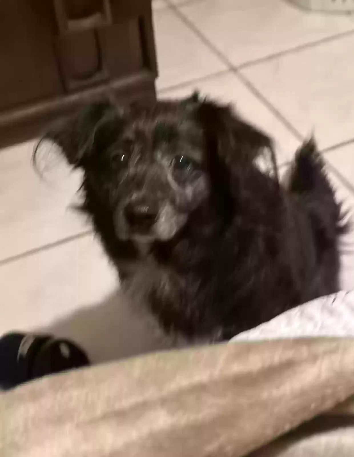 Lost dog in Opa Locka, FL, 33054