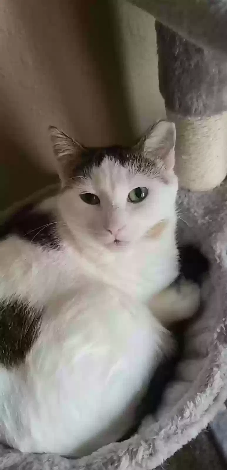 Lost cat in Saint Paul, MN, 55103