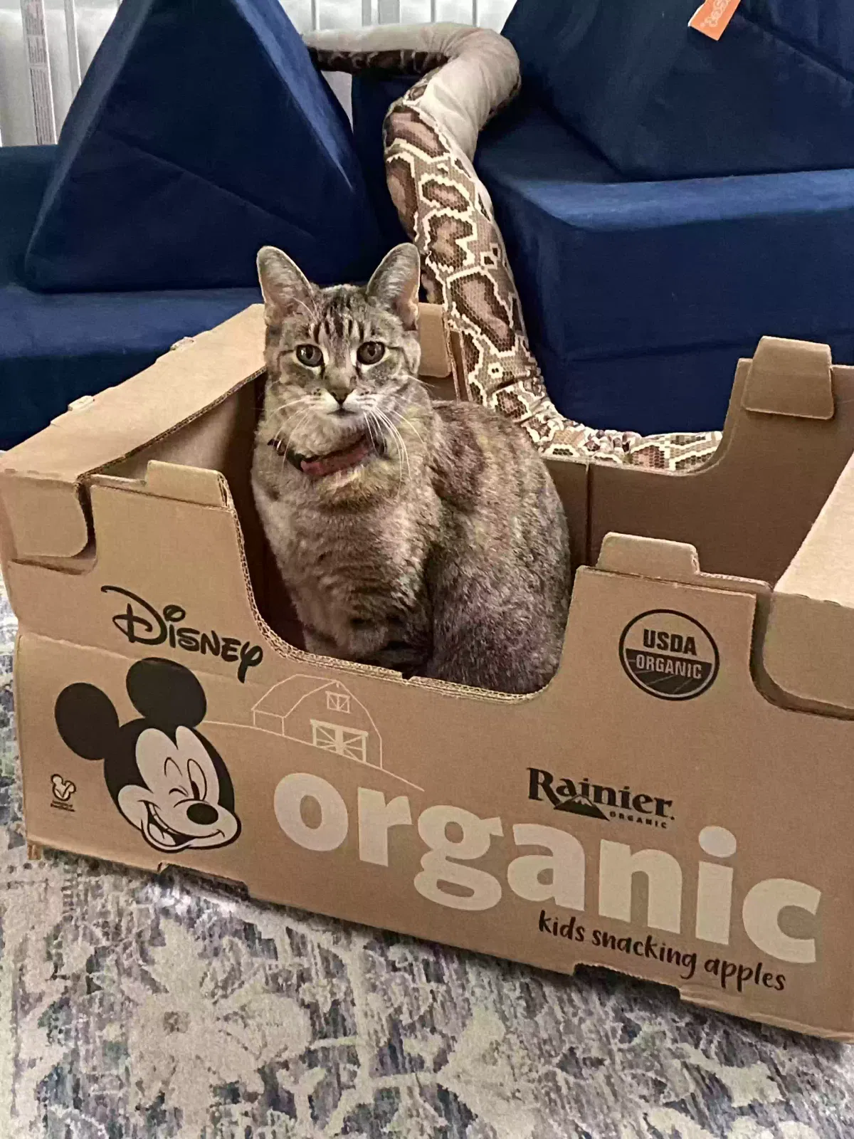 Lost cat in Albuquerque, NM, 87120