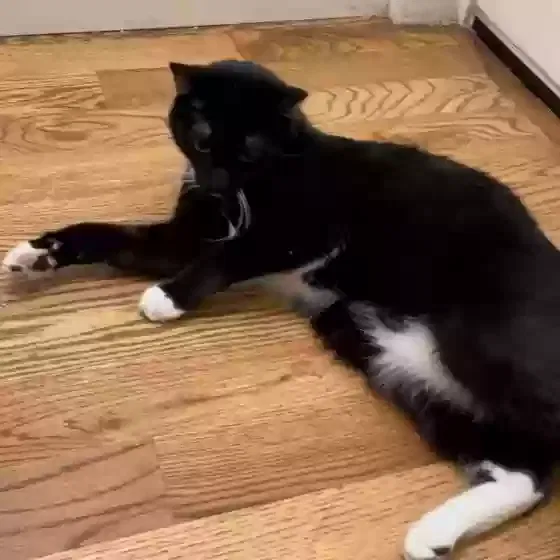 Lost cat in Gresham, OR, 97080