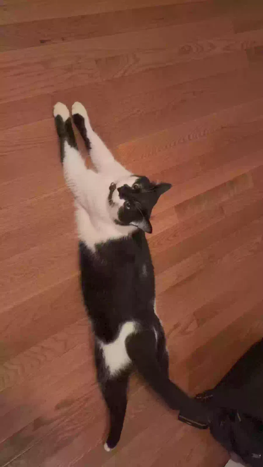 Lost cat in Stone Mountain, GA, 30083