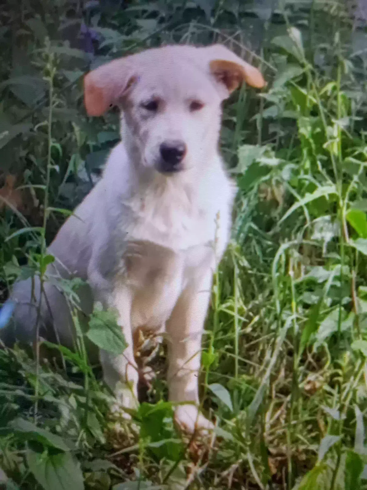 Lost dog in Spokane, WA, 99207