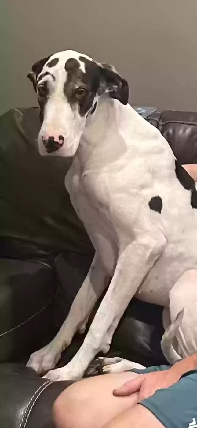 Lost dog in Vail, AZ, 85641