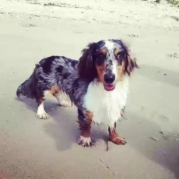 Lost dog in District Heights, MD, 20747