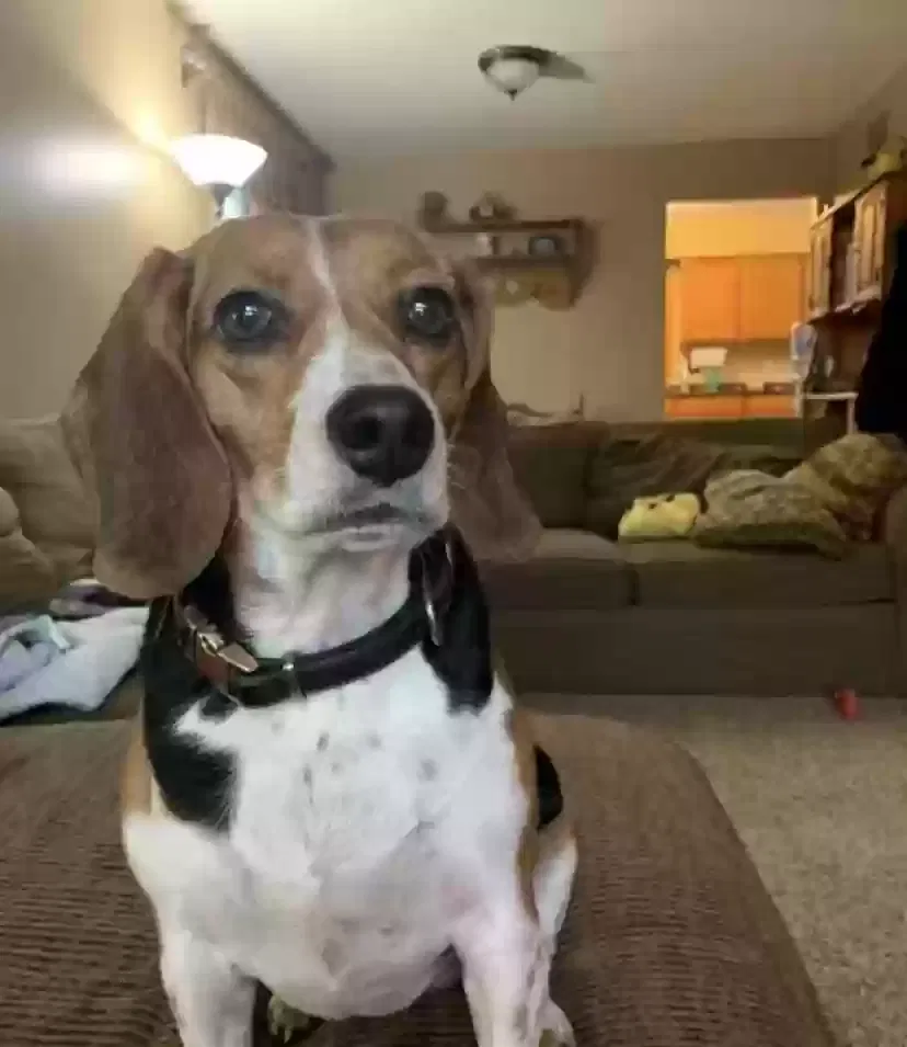 Lost dog in Oswego, IL, 60543