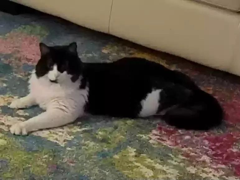 Lost cat in Hollywood, MD, 20636