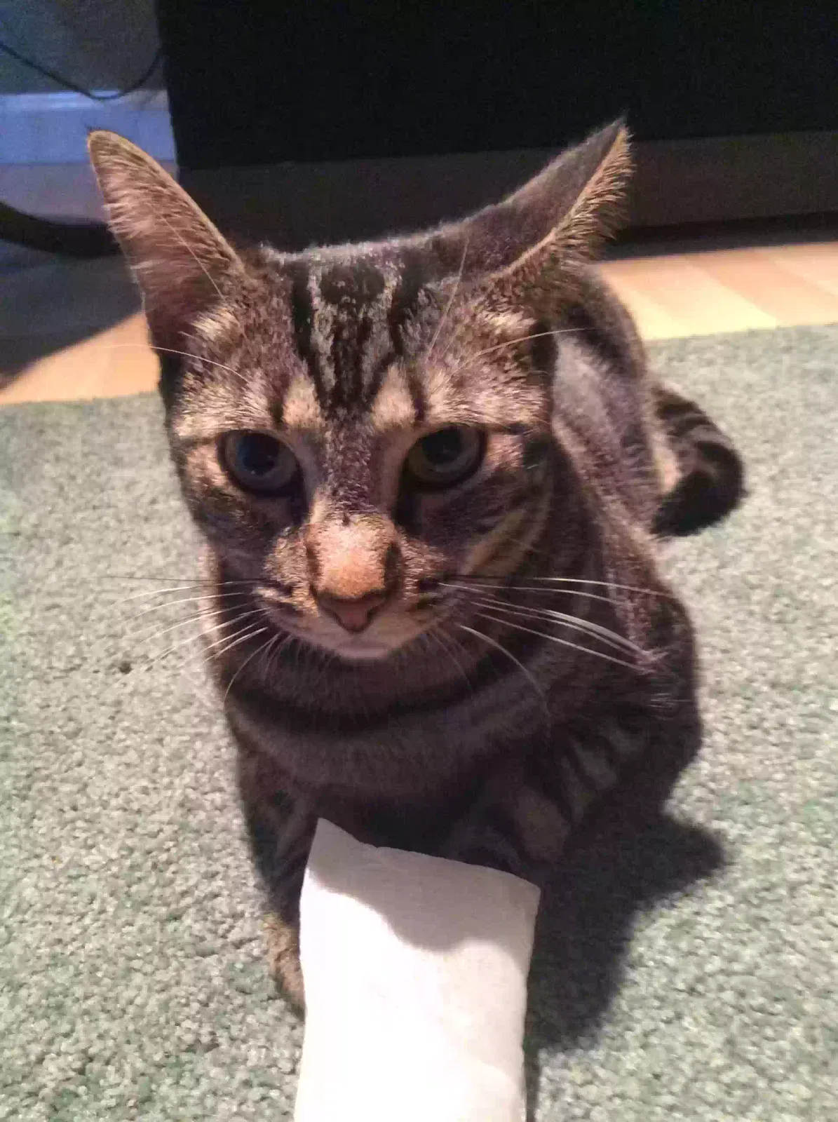 Lost cat in Glenwood Springs, CO, 81601