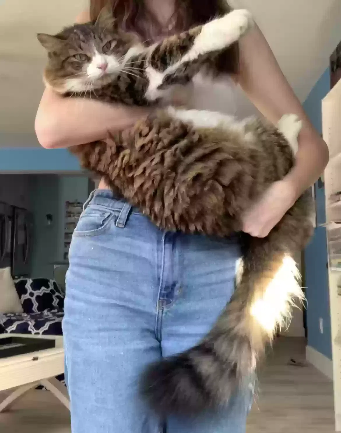Lost cat in Satellite Beach, FL, 32937