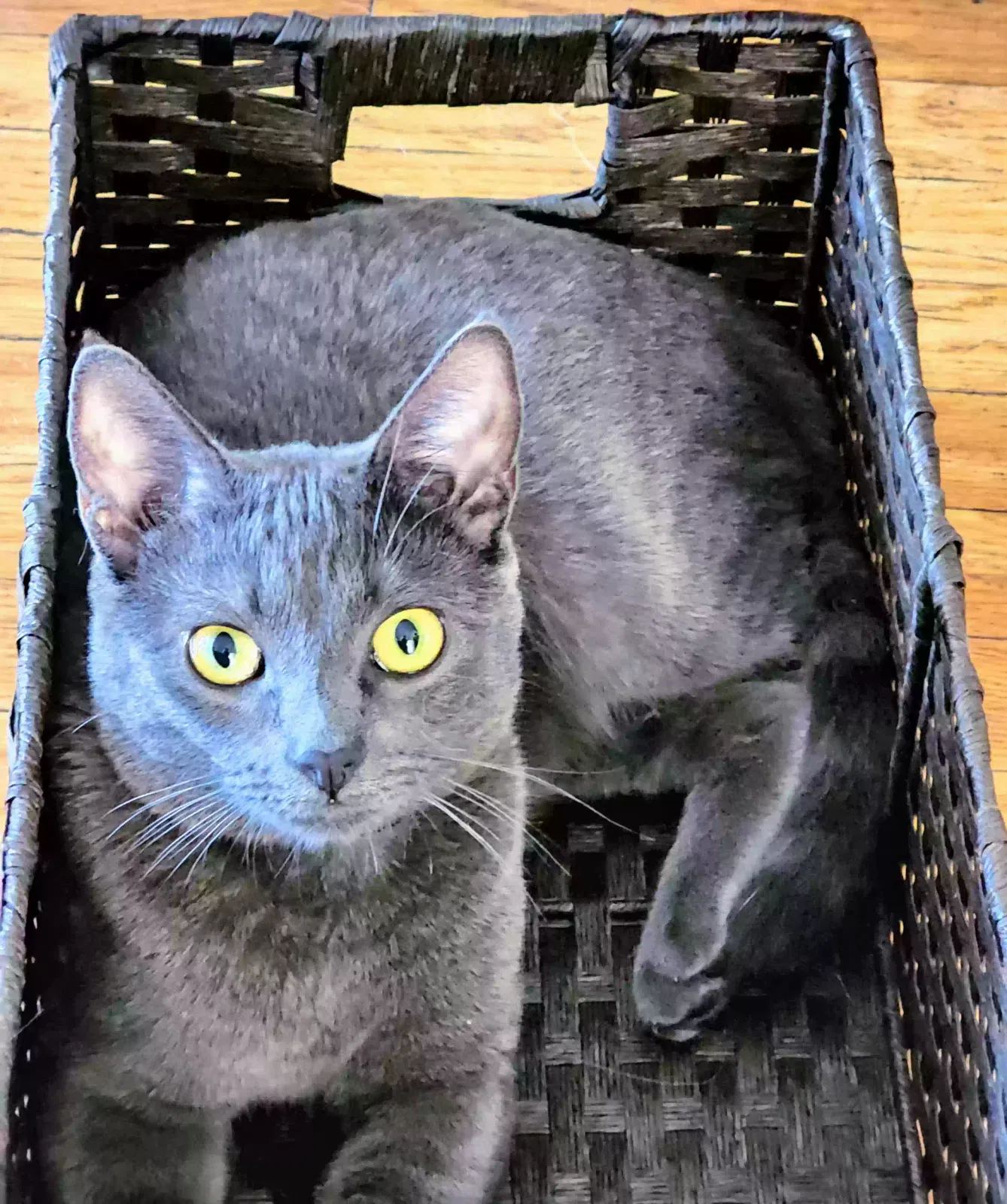 Lost cat in Los Angeles, CA, 90048