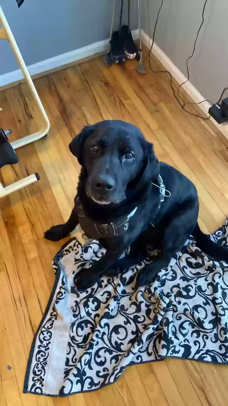 Lost dog in Salt Lake City, UT, 84102