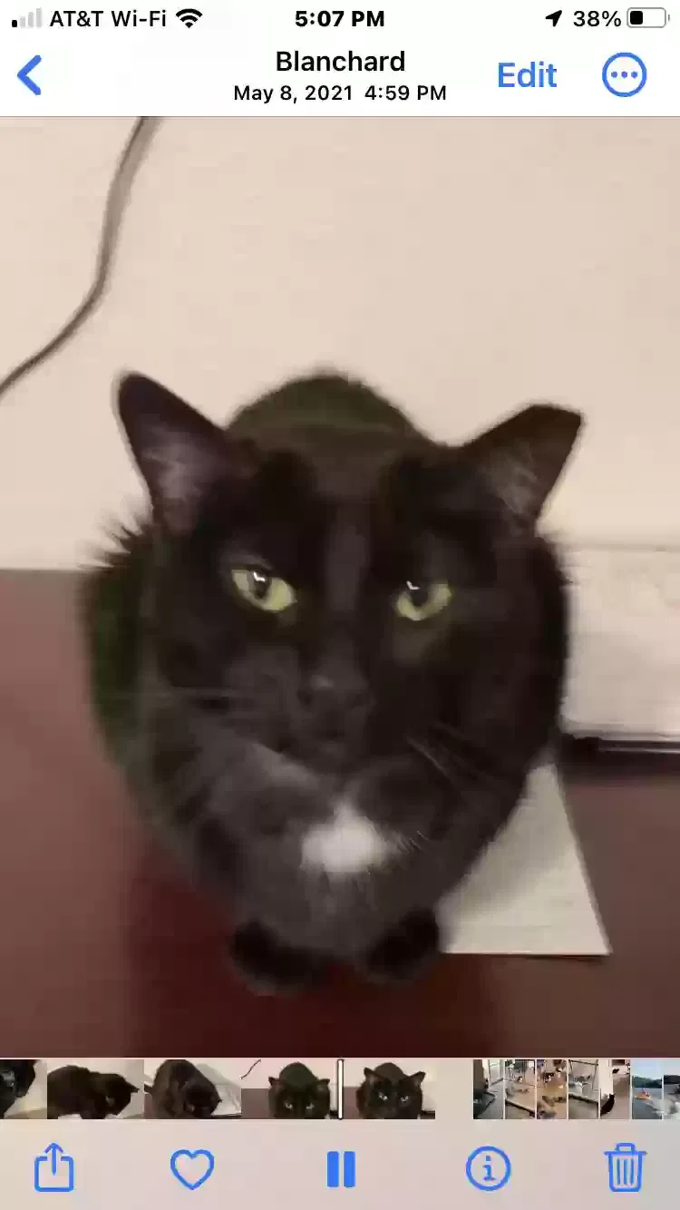 Lost cat in Blanchard, OK, 73010