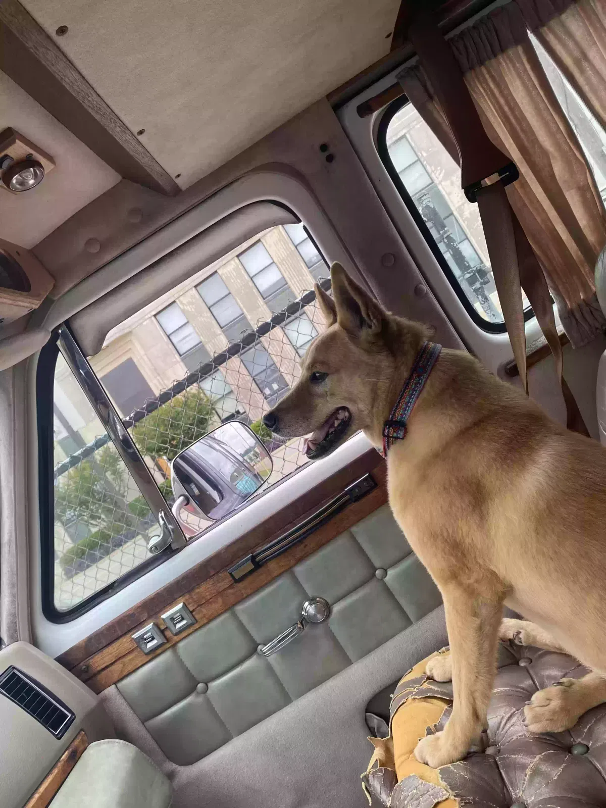 Lost dog in Birmingham, AL, 35222