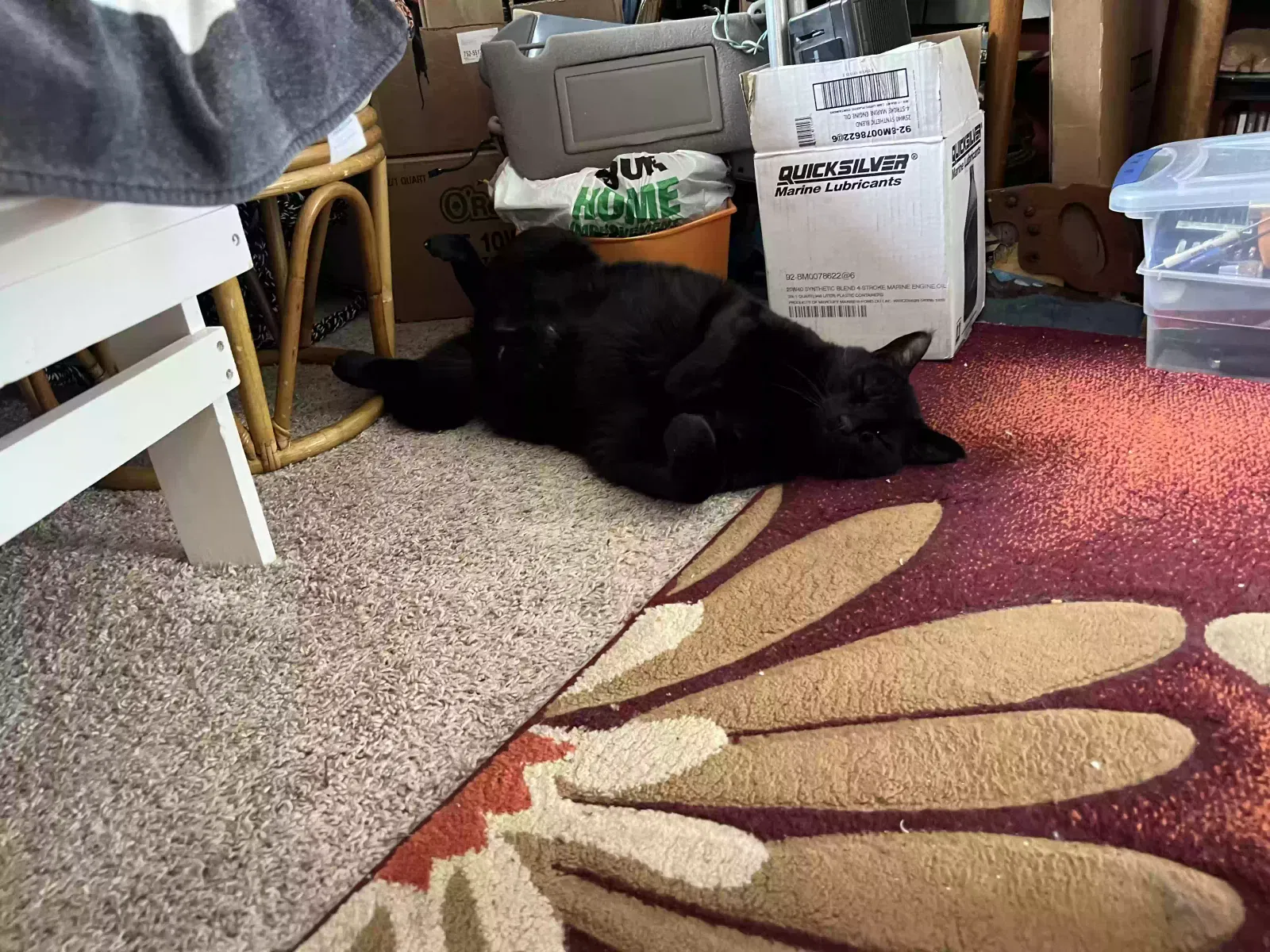 Found cat in Sunrise Beach, MO, 65079
