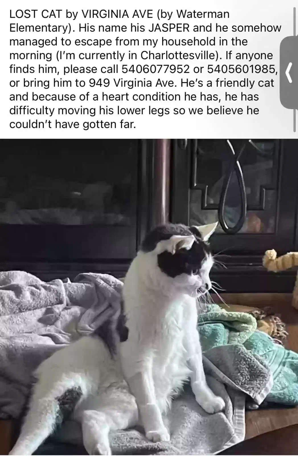 Lost cat in Harrisonburg, VA, 22802