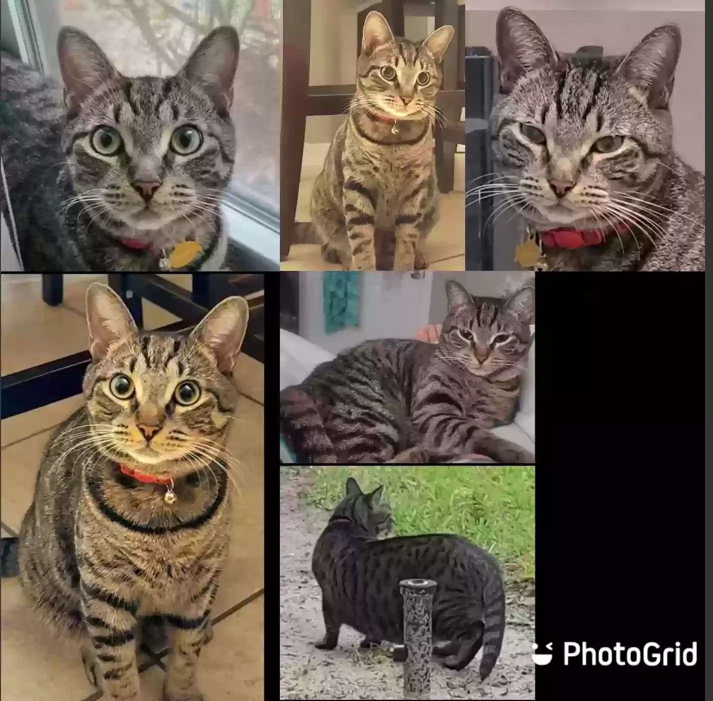 Lost cat in Ocoee, FL, 34761