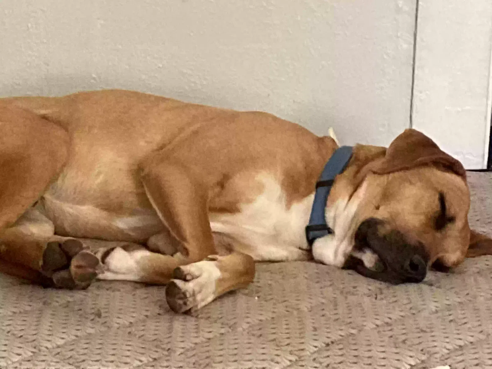 Lost dog in Benton, AR, 72015