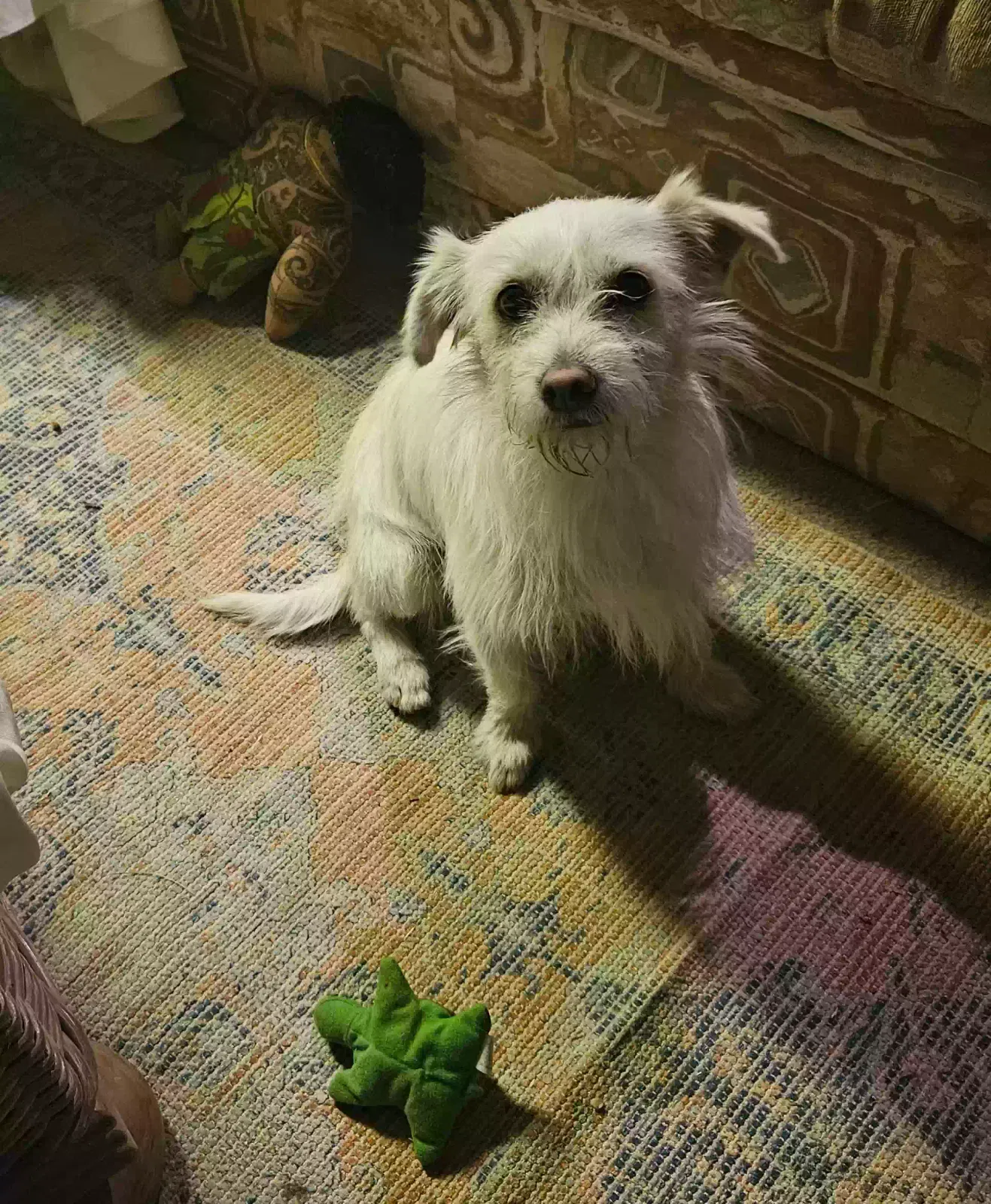 Found dog in Yakima, WA, 98901