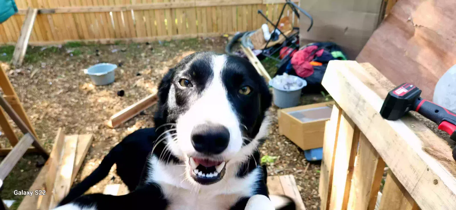 Lost dog in Shelbyville, TN, 37160