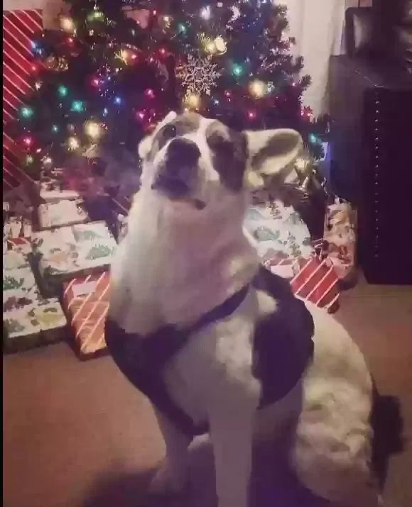 Lost dog in Middleburg, FL, 32068