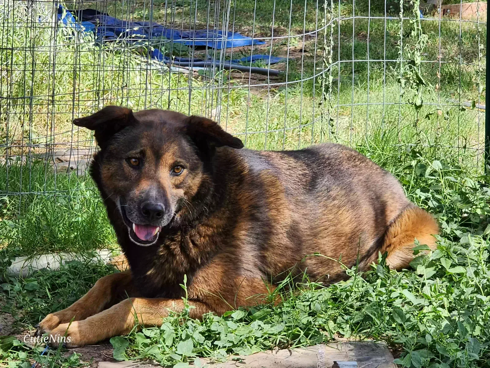 Lost dog in Amarillo, TX, 79110