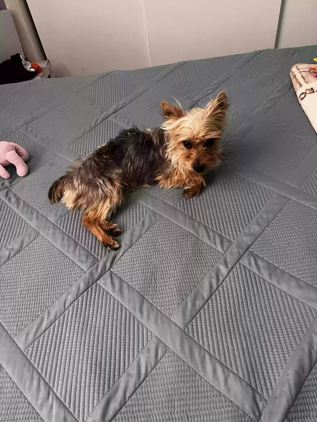 Lost dog in Bakersfield, CA, 93313
