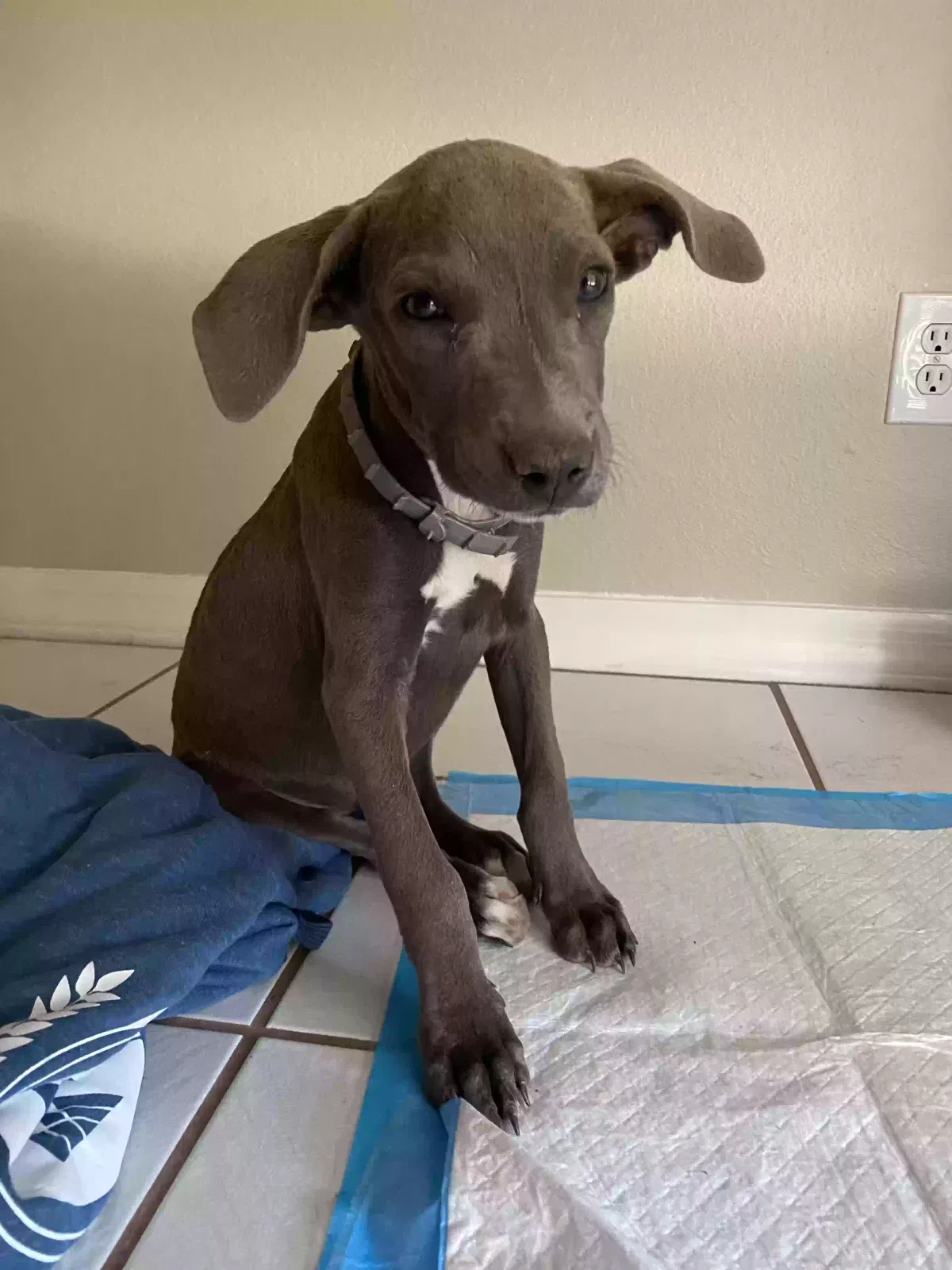 Found dog in Scottsdale, AZ, 85256