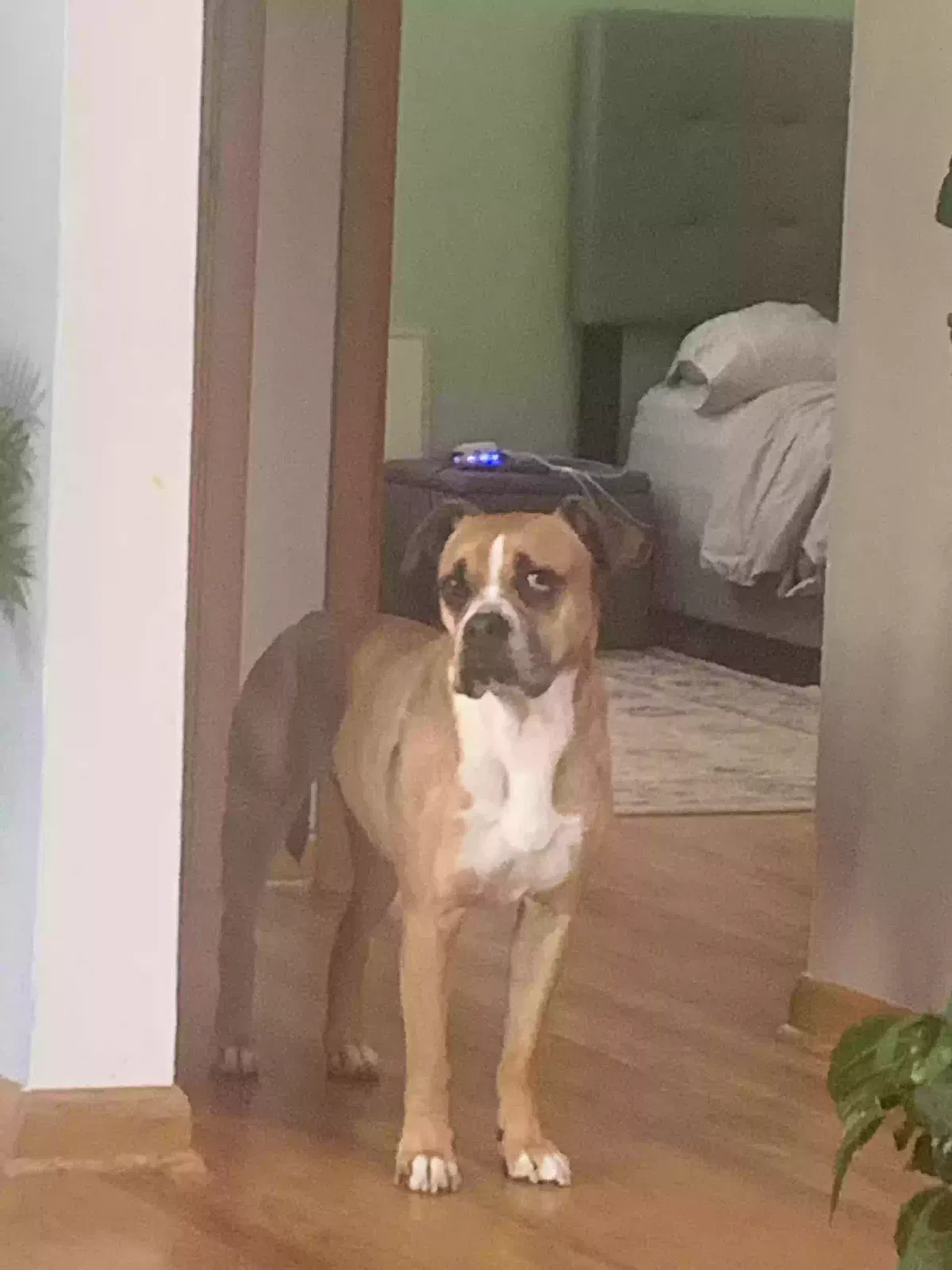 Lost dog in Cleveland, OH, 44144