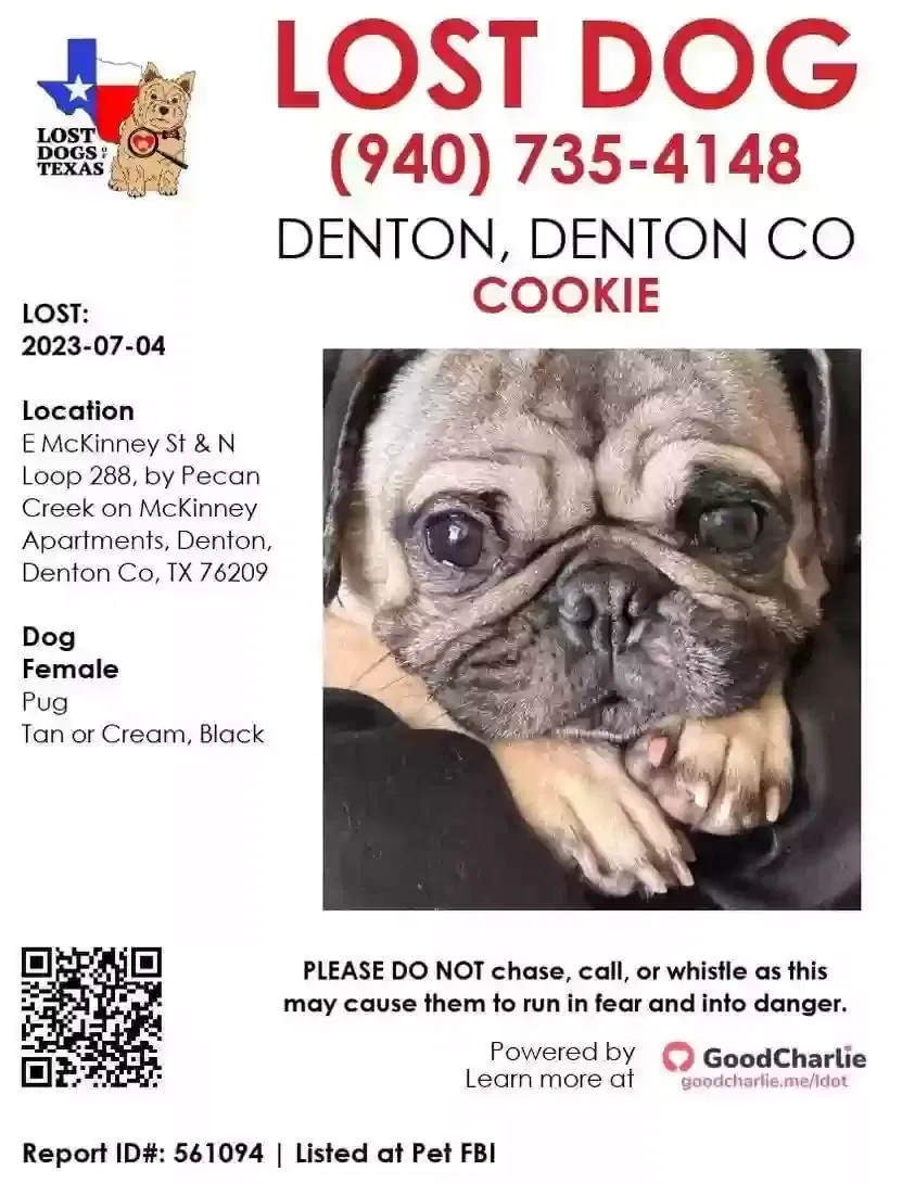 Lost dog in Denton, TX, 76209