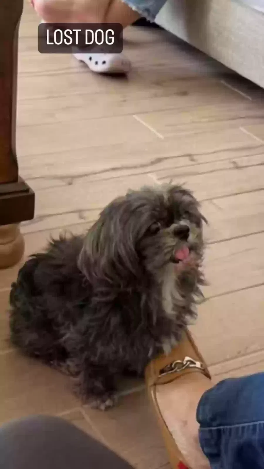 Lost dog in North Highlands, CA, 95660