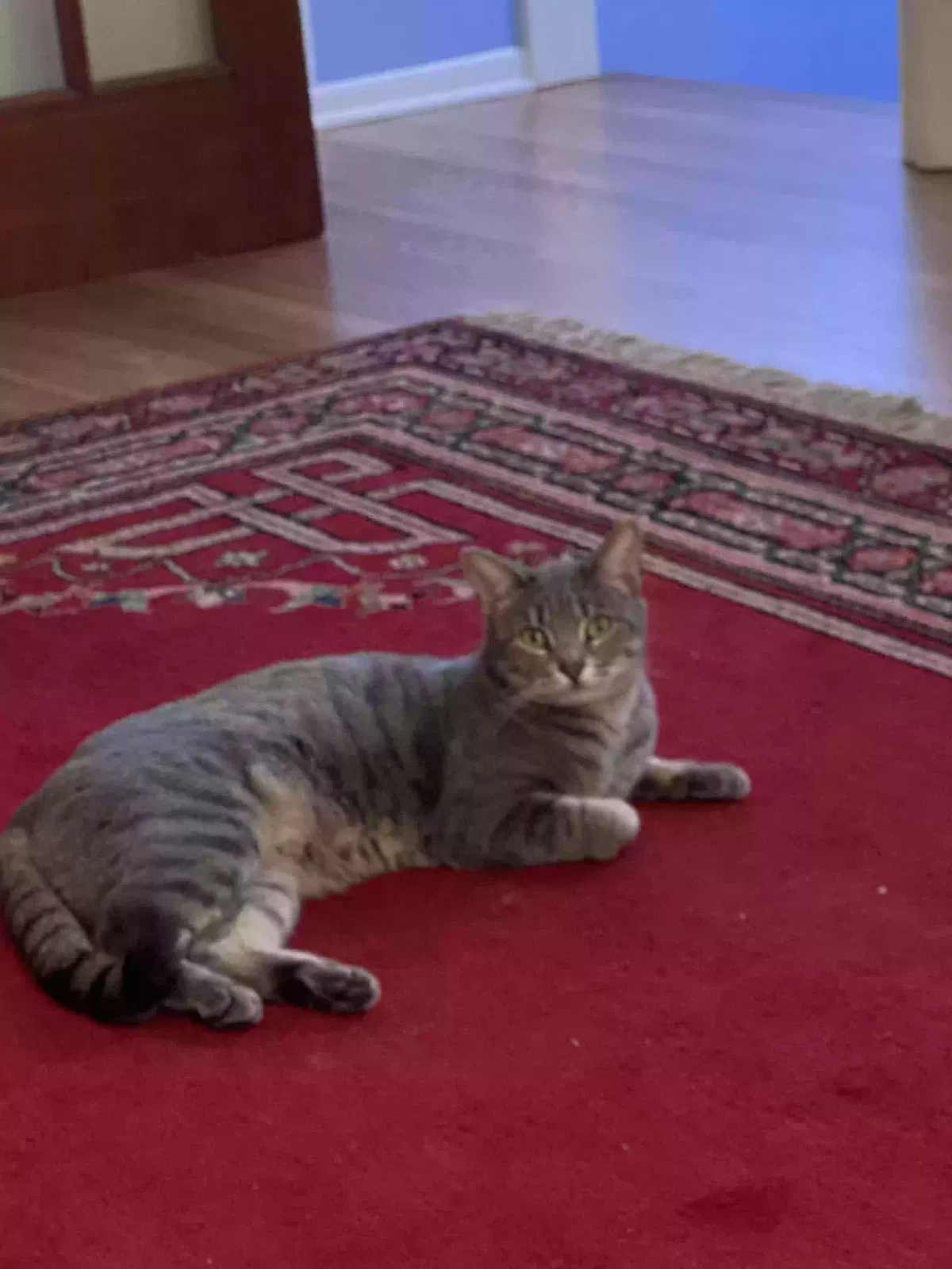 Lost cat in Austin, TX, 78722