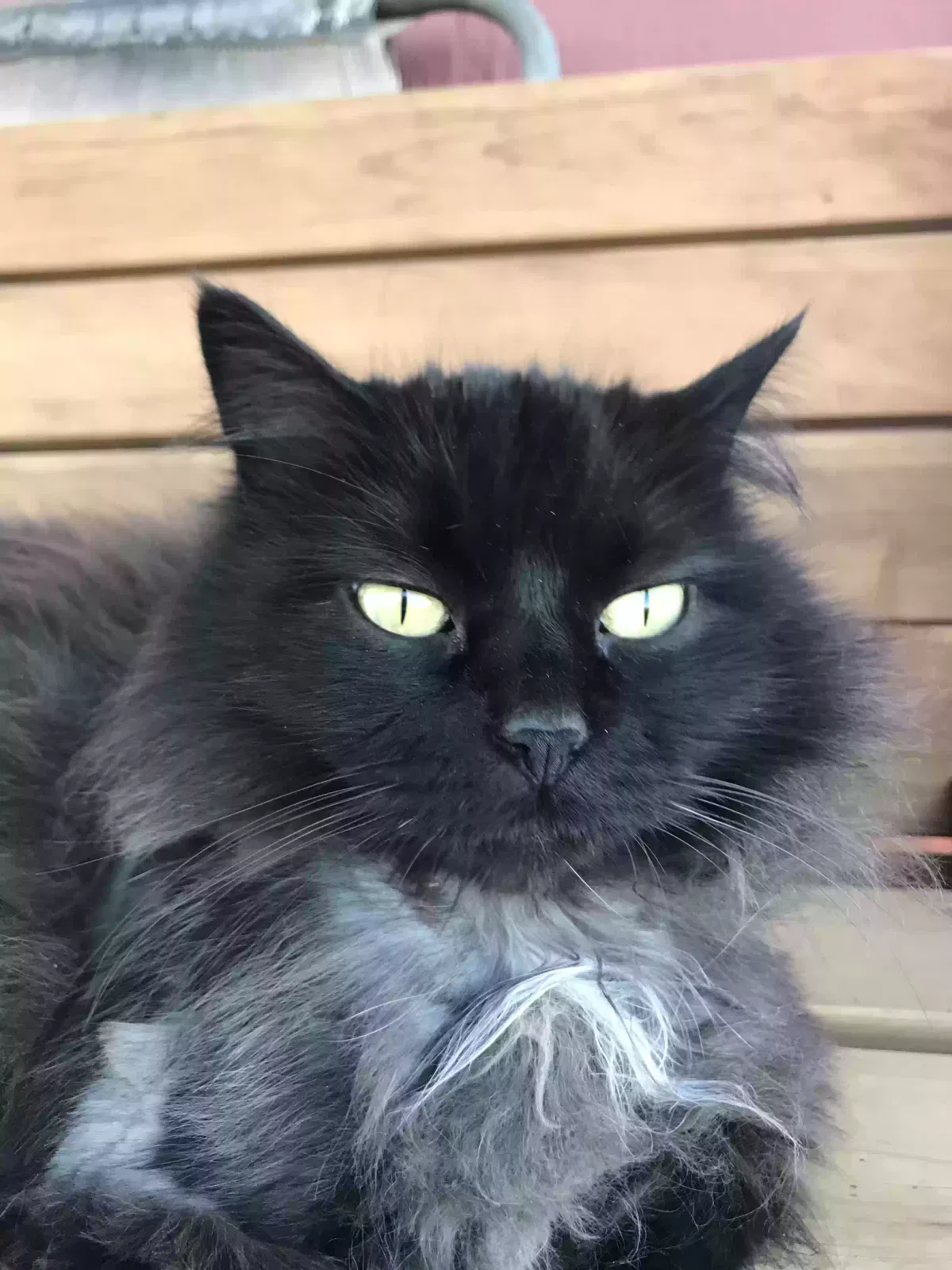 Lost cat in Edmond, OK, 73013