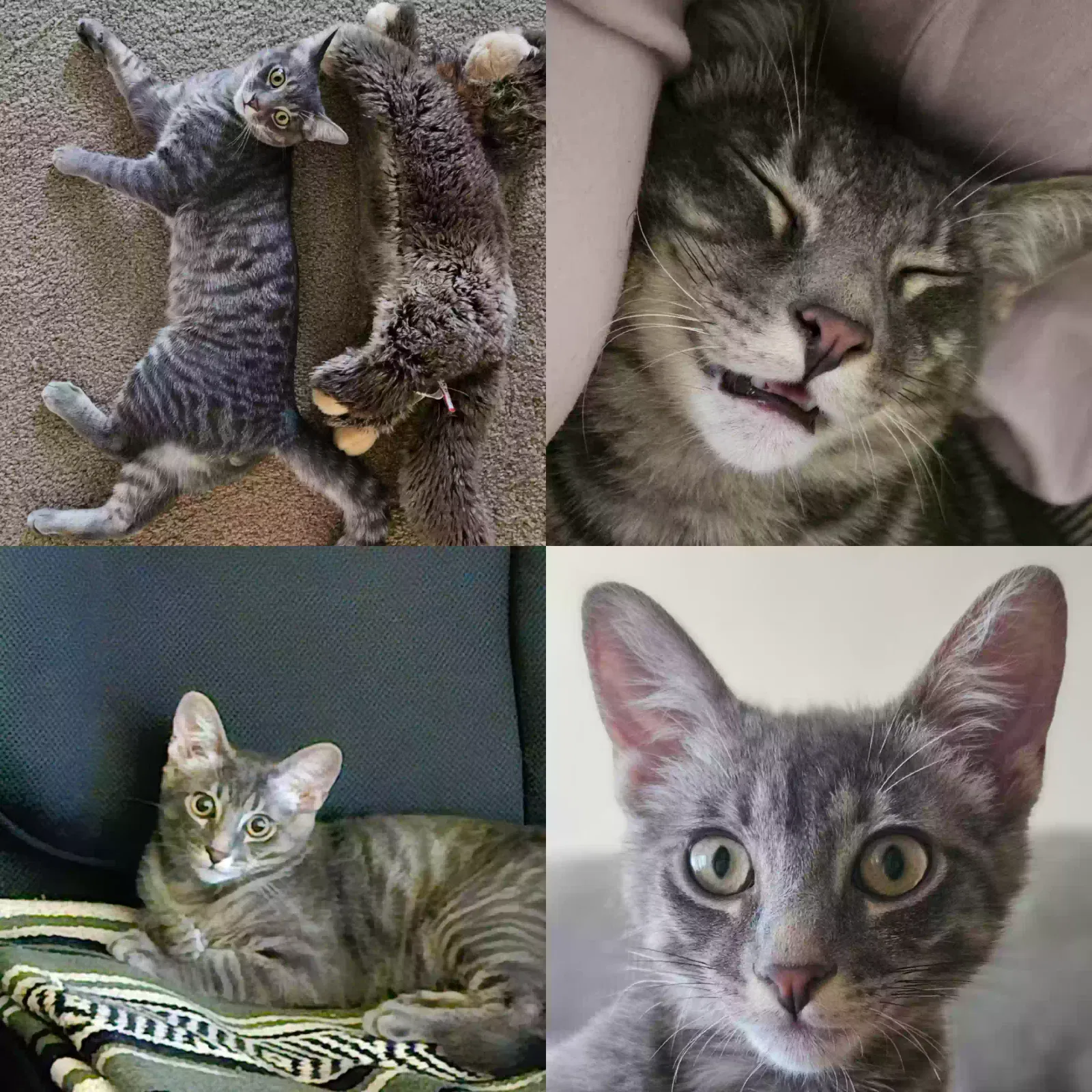 Lost cat in Van Nuys, CA, 91406