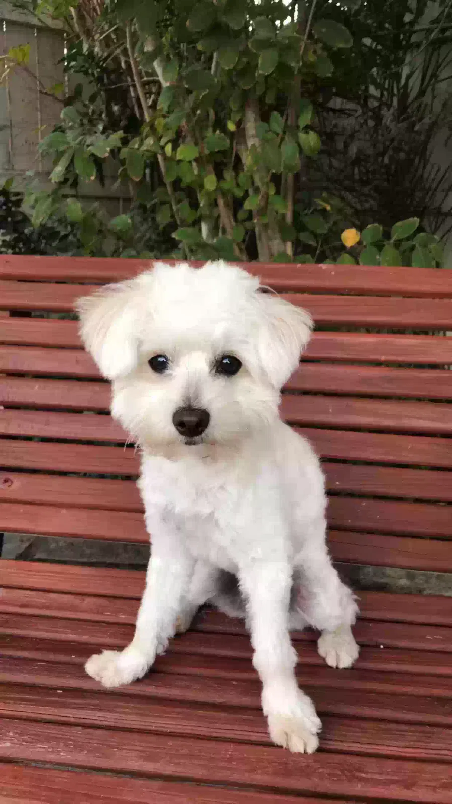 Lost dog in Brownsville, TX, 78520