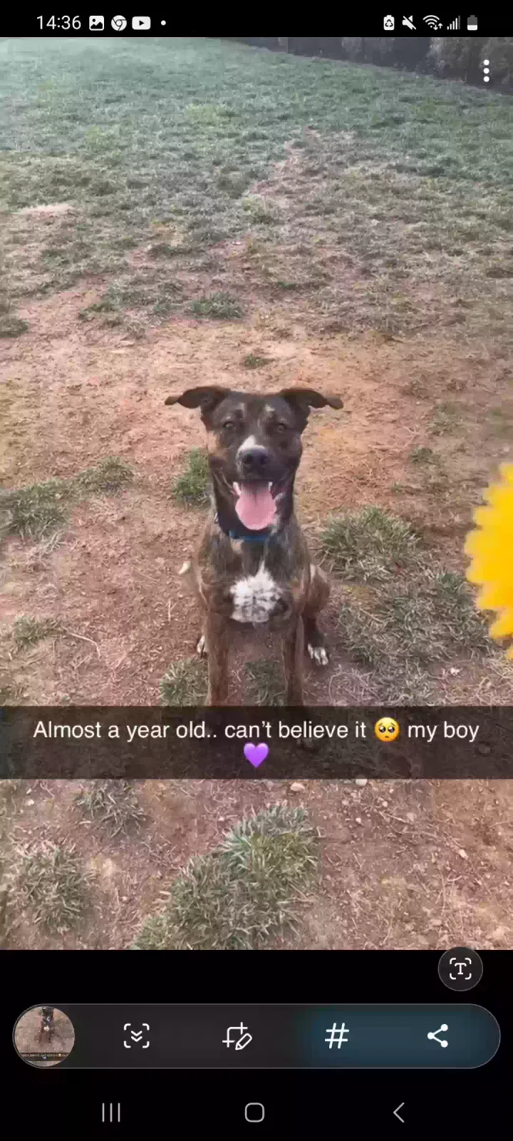 Lost dog in Unknown, TX, 0