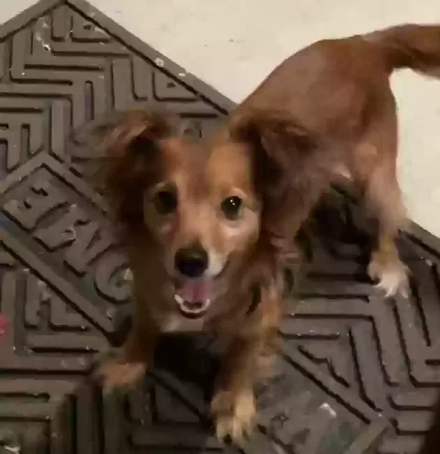 Lost dog in Desert Hot Springs, CA, 92240
