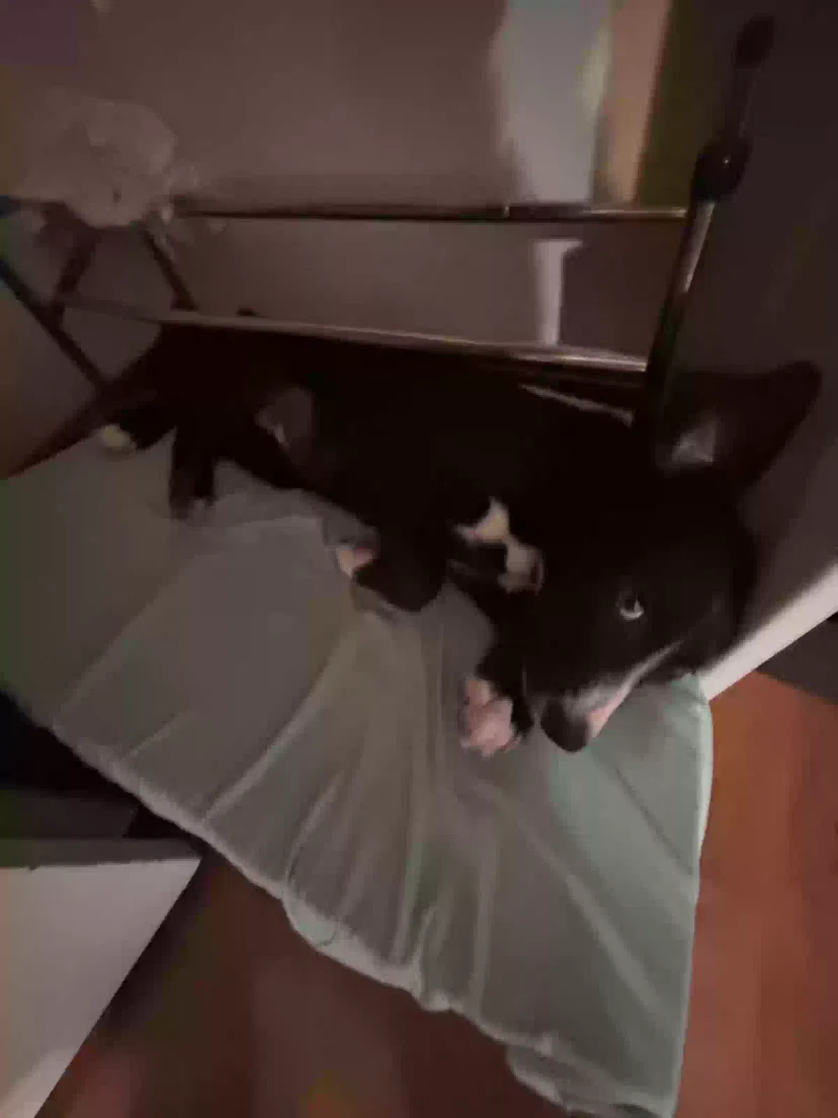 Lost dog in Frederick, MD, 21703