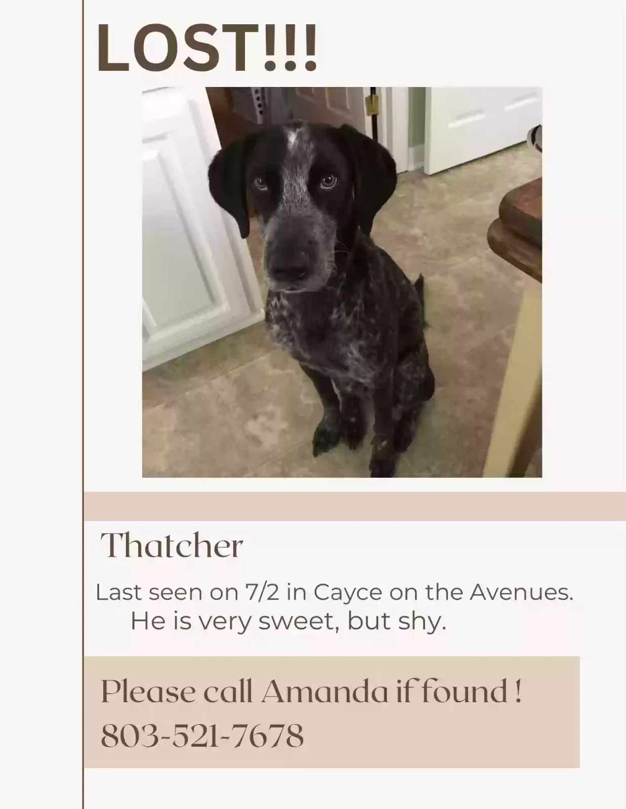 Lost dog in Cayce, SC, 29033