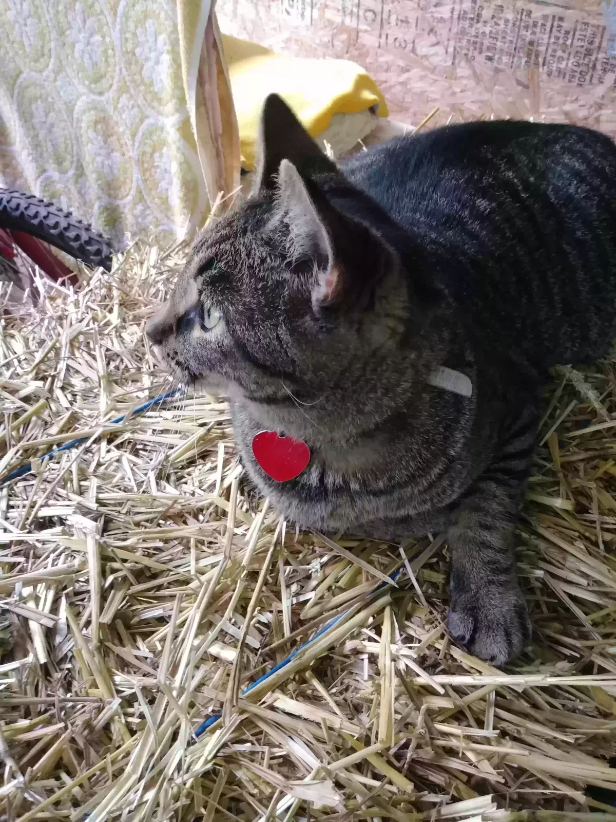 Lost cat in Morgantown, KY, 42261