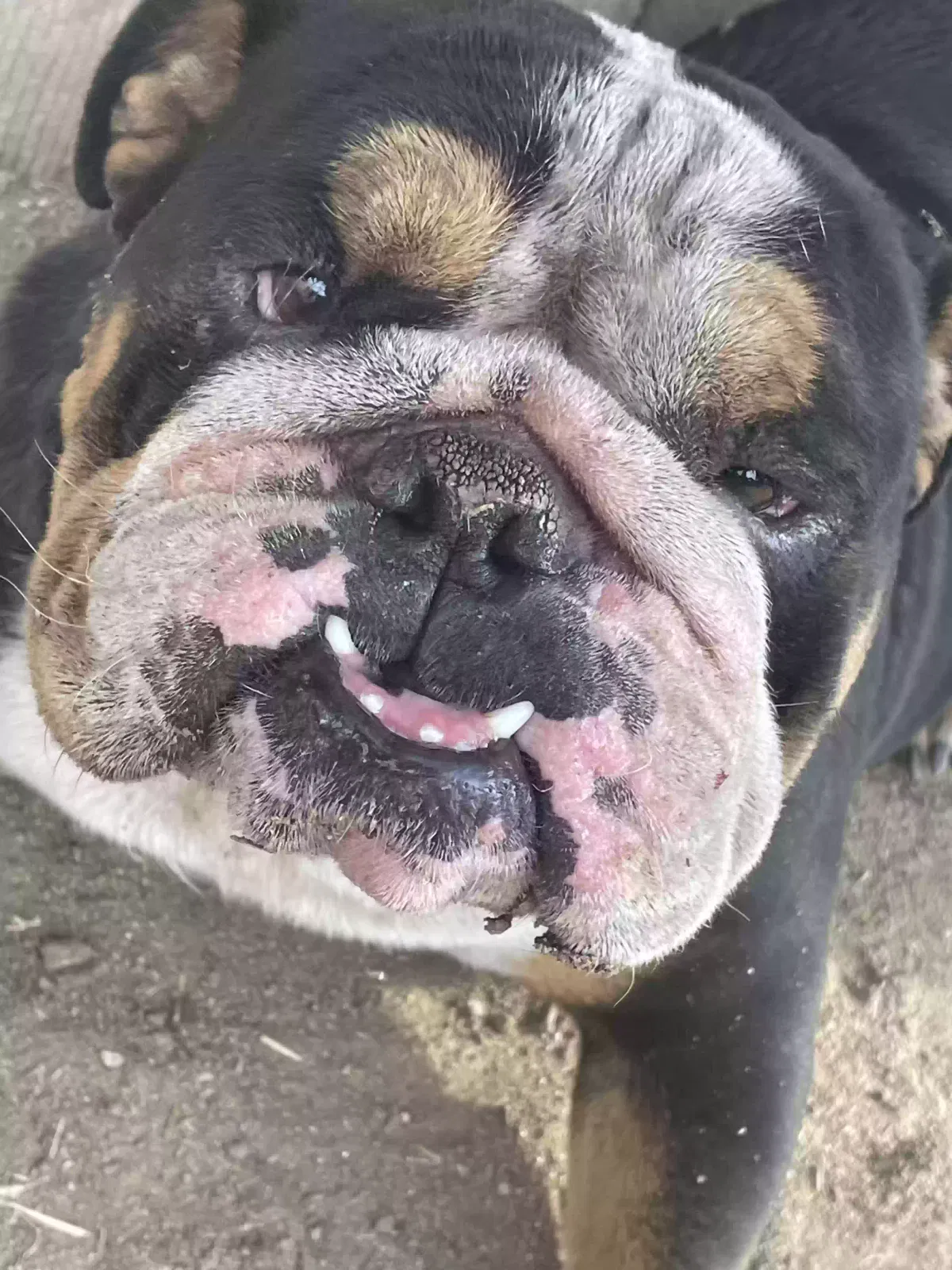 Lost dog in Fresno, CA, 93706