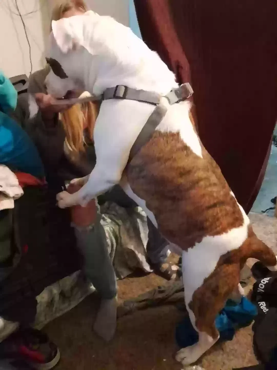 Lost dog in Sacramento, CA, 95811