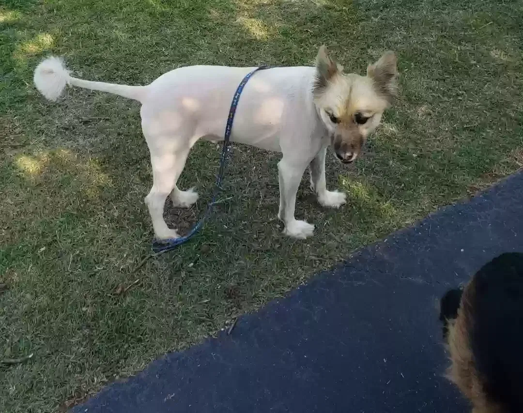 Lost dog in Oklahoma City, OK, 73131