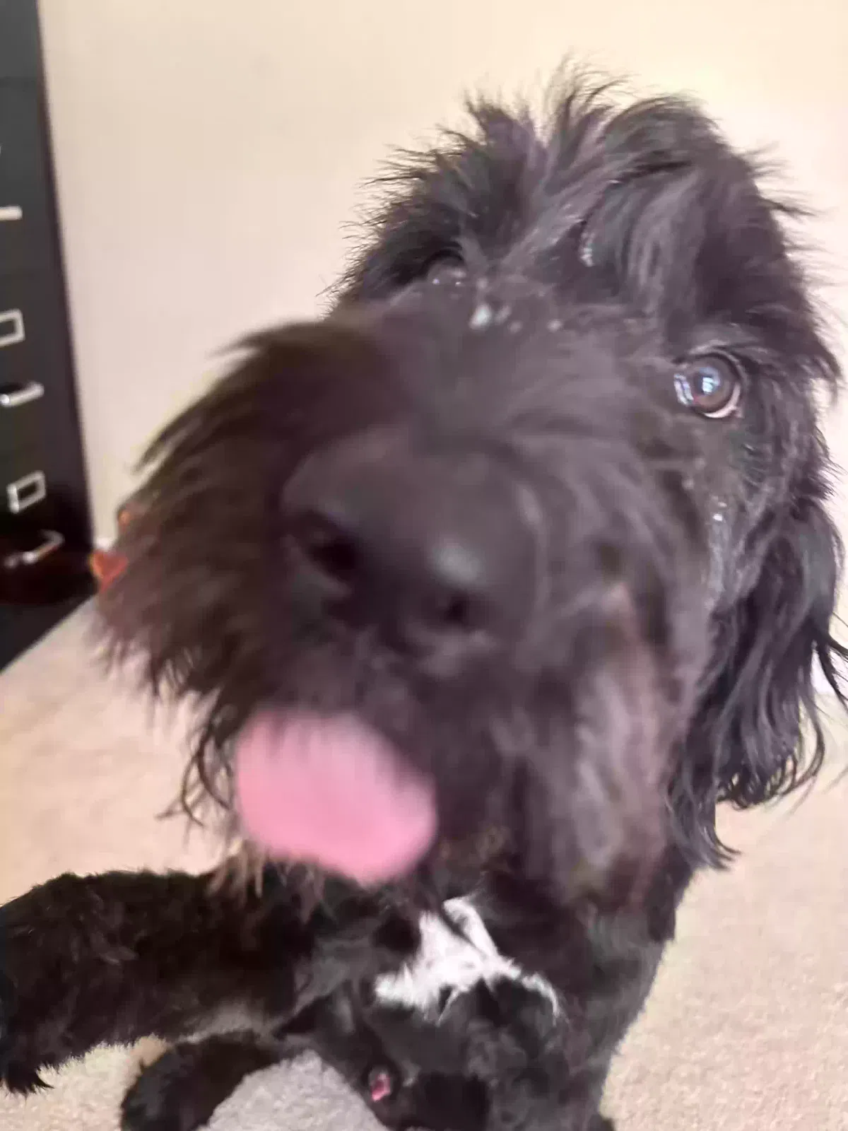Lost dog in Plumerville, AR, 72127