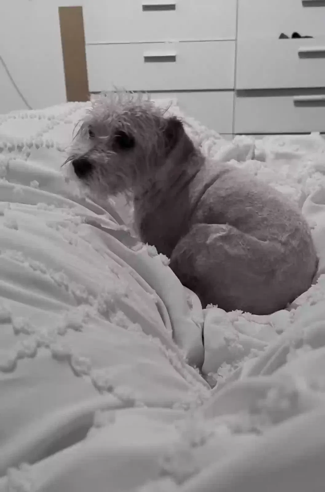 Lost dog in Reseda, CA, 91335