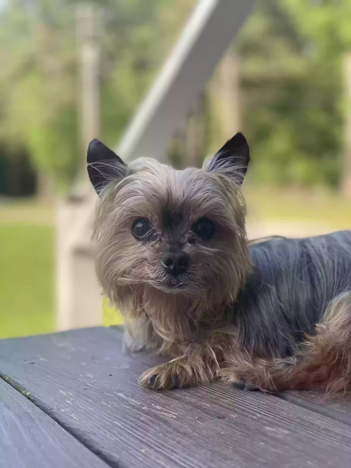 Lost dog in Ville Platte, LA, 70586