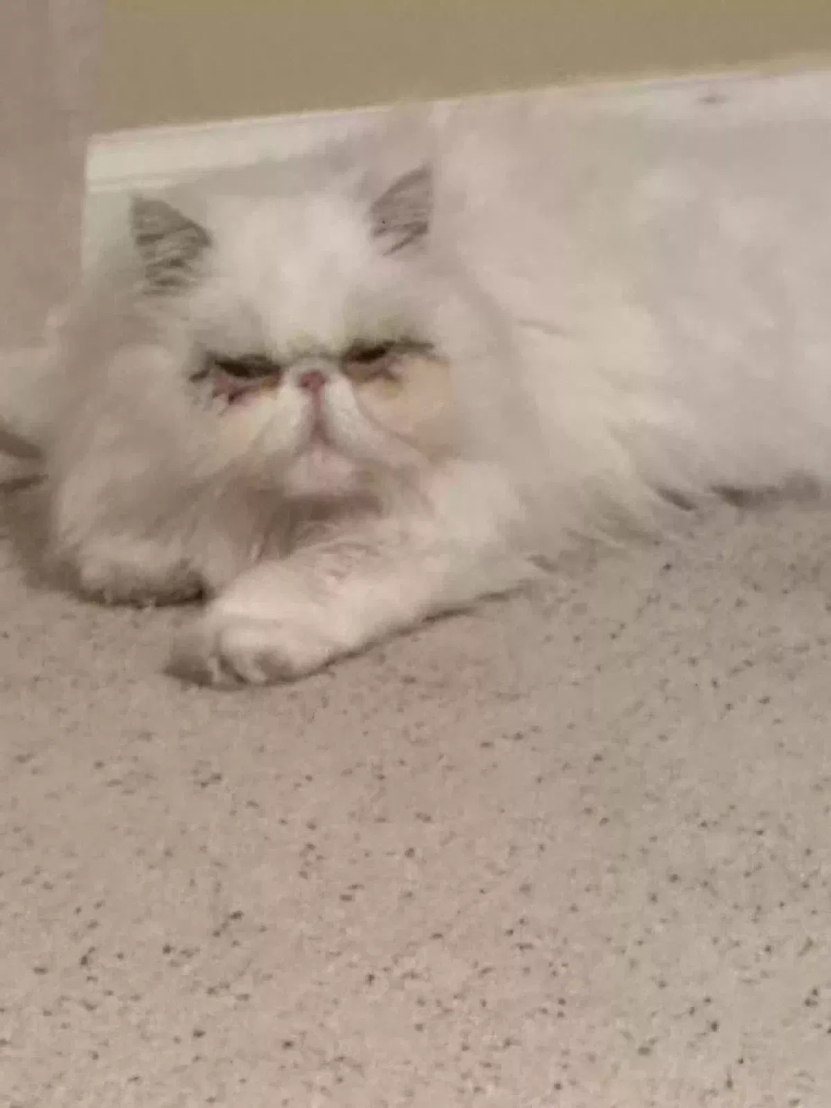 Lost cat in Burnsville, MN, 55306